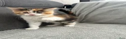 Maine Coon cats for sale: Kittens Looking for Their Forever Homes 🐾 - Advert 38