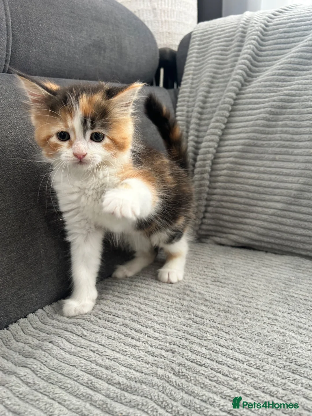 Maine Coon cats for sale: Kittens Looking for Their Forever Homes 🐾 - Advert 38