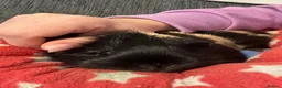 Guinea Pig rodents for sale: Bonded female guinea pigs - Advert 2