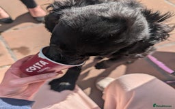 Cocker Spaniel dogs for stud: For stud - Image 10