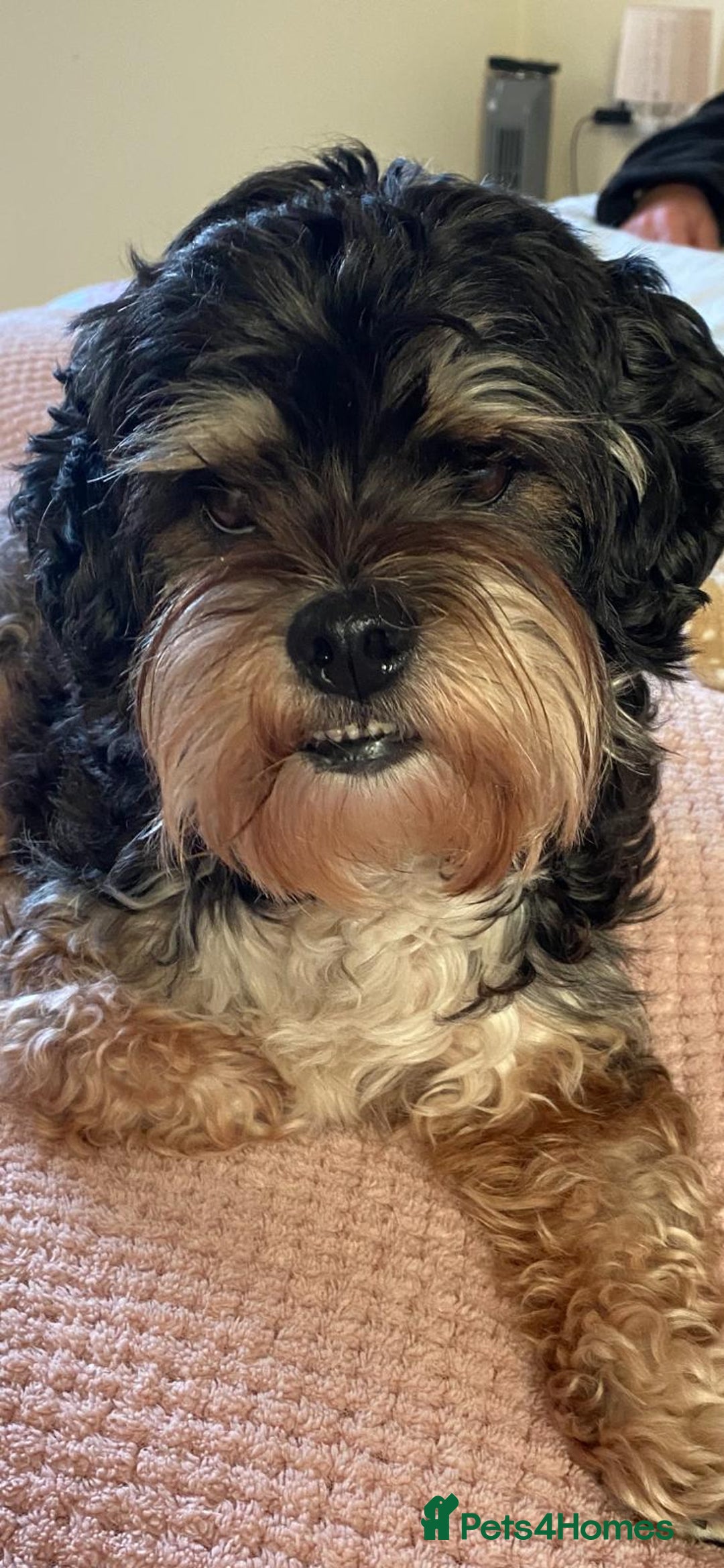 Bichon Frise dogs for adoption: 💙🐶 BERTIE 🐶💙 - Image 3