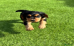 Cocker Spaniel dogs for sale: Cocker Spaniel KC Reg  - Image 5