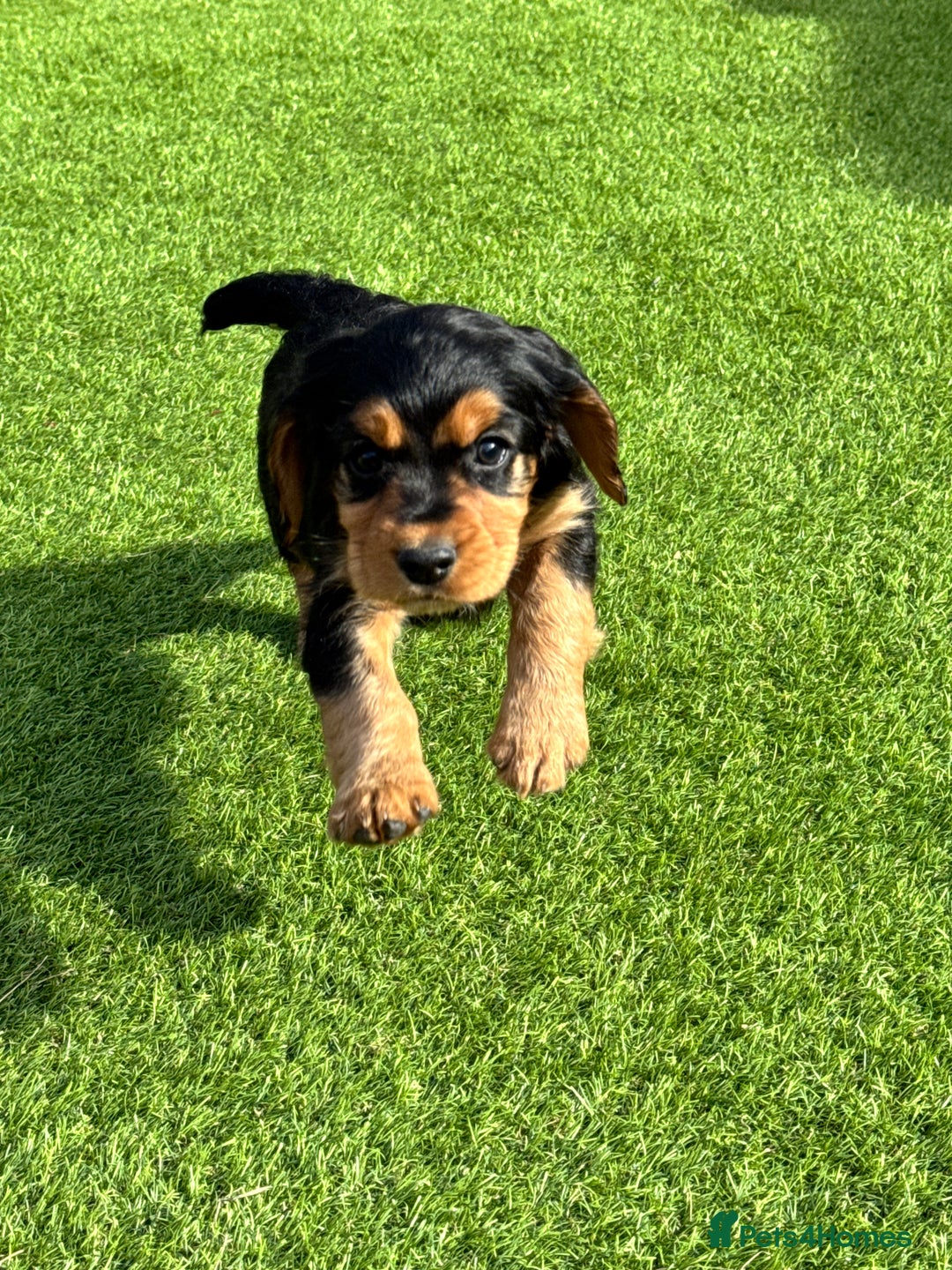 Cocker Spaniel dogs for sale: Cocker Spaniel KC Reg  - Image 5