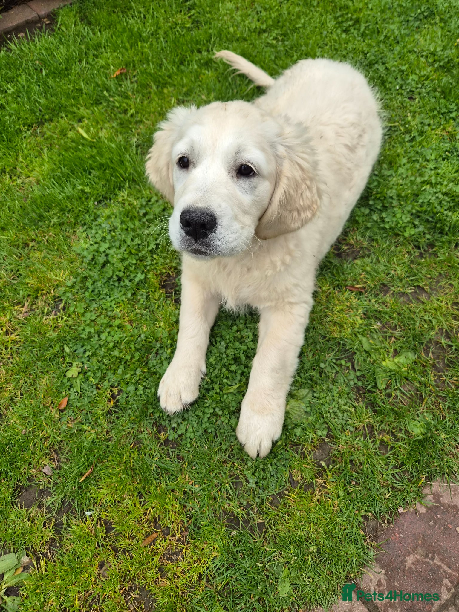 Golden Retriever dogs Adorable Fluffy Cream Retriever - Advert 1