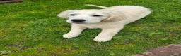 Golden Retriever dogs for sale: Adorable Fluffy Cream Retriever - Advert 1