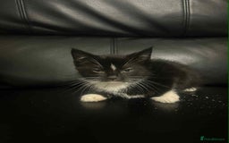 Mixed Breed cats for sale: Beautiful kittens READY NOW - Image 2