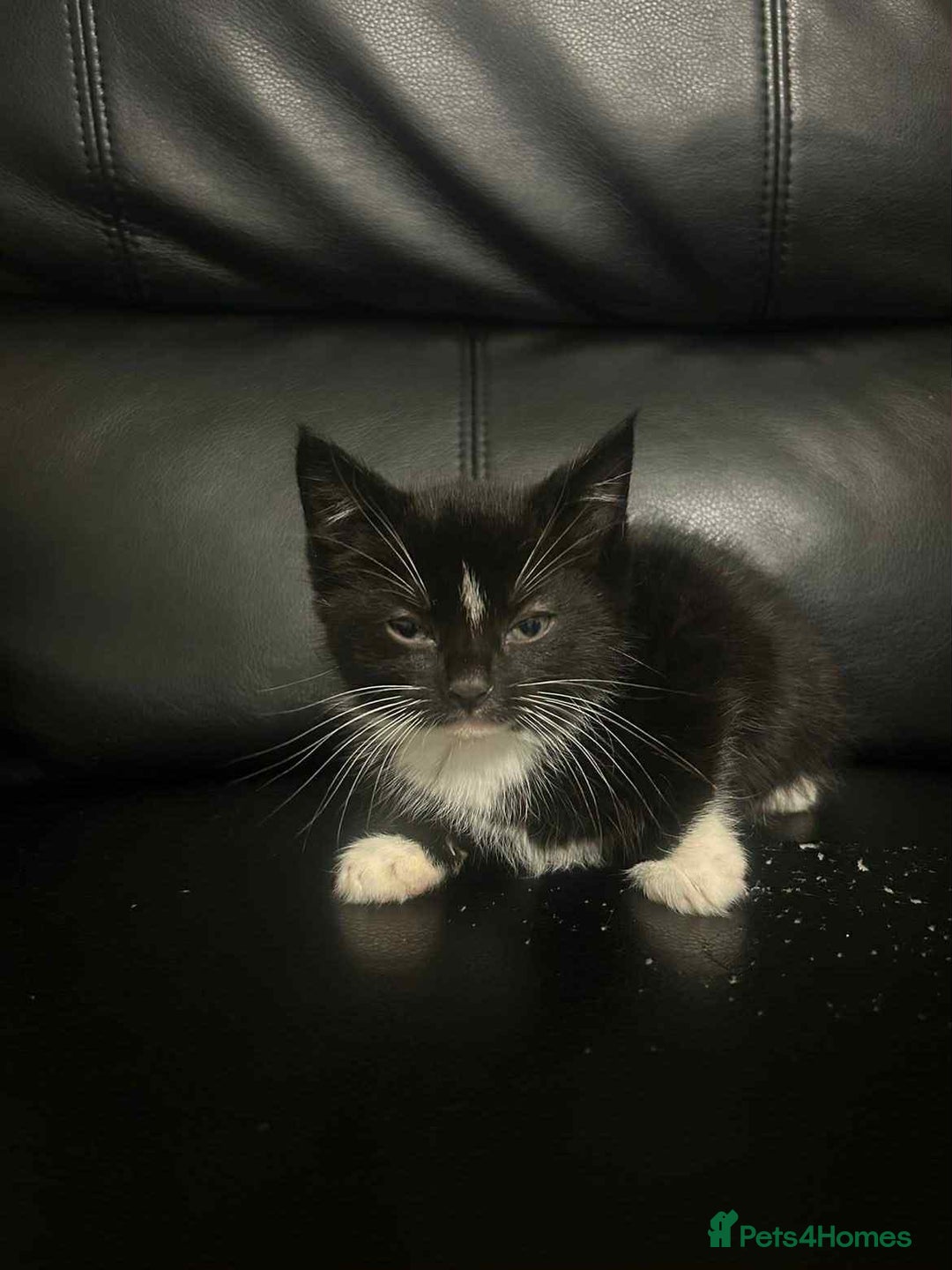 Mixed Breed cats for sale: Beautiful kittens READY NOW - Image 2