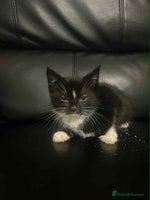 Mixed Breed cats - Advert 7