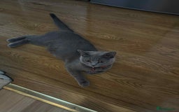 British Shorthair cats for sale: Shorthair Kittens for Sale - Champion Bloodline - Image 9