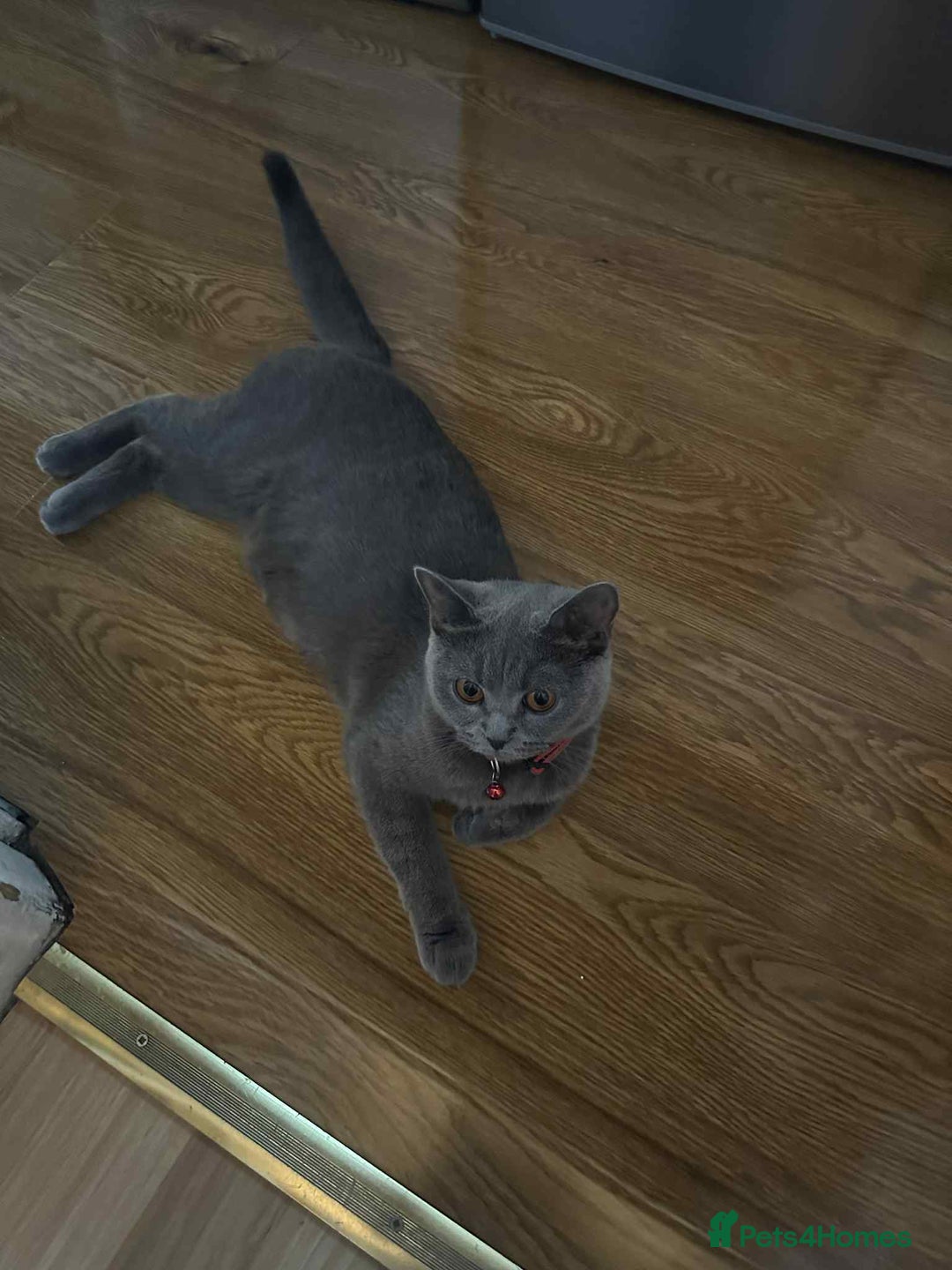 British Shorthair cats for sale: Shorthair Kittens for Sale - Champion Bloodline - Image 9