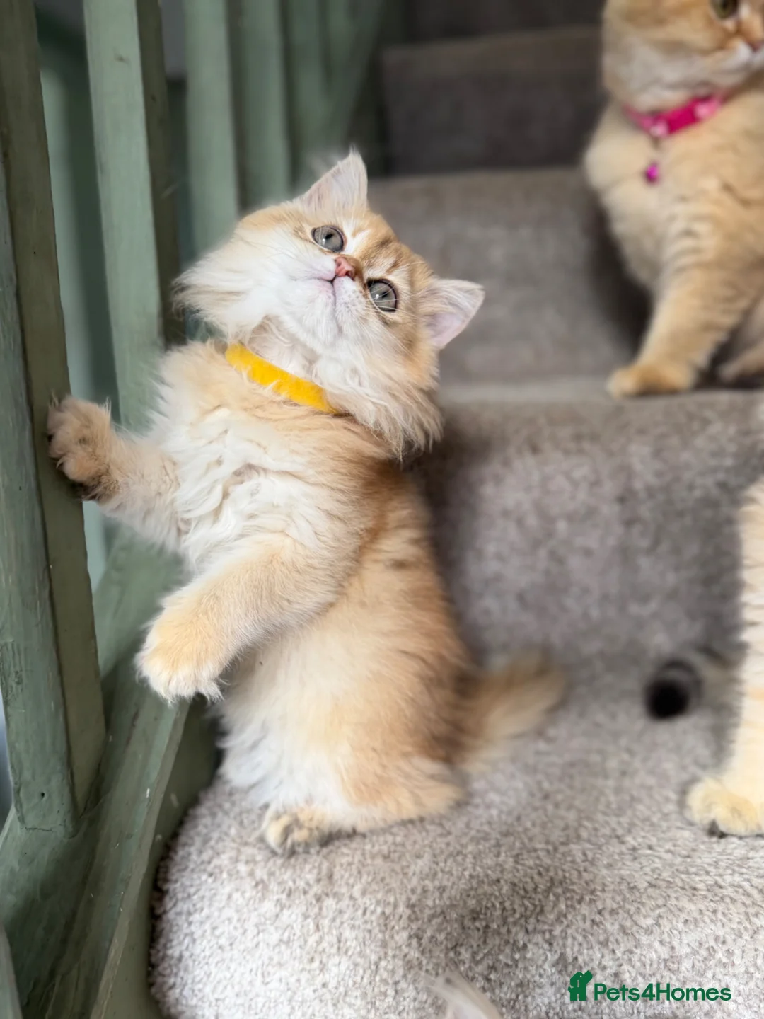 British Longhair cats for sale: British longhair golden kittens TICA - Advert 2