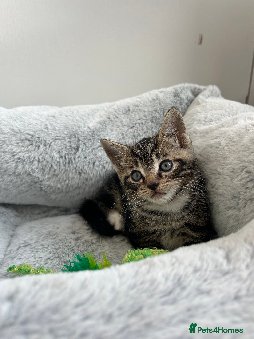 Mixed Breed cats for sale: 3 month old tabby  - Advert 4