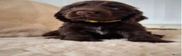 Cocker Spaniel dogs for sale: Extensively health tested KC Show Cocker Spaniels  - Advert 7