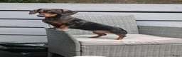 Miniature Dachshund dogs for sale: Silver dapple miniature dachshund  in Blackburn - Advert 2