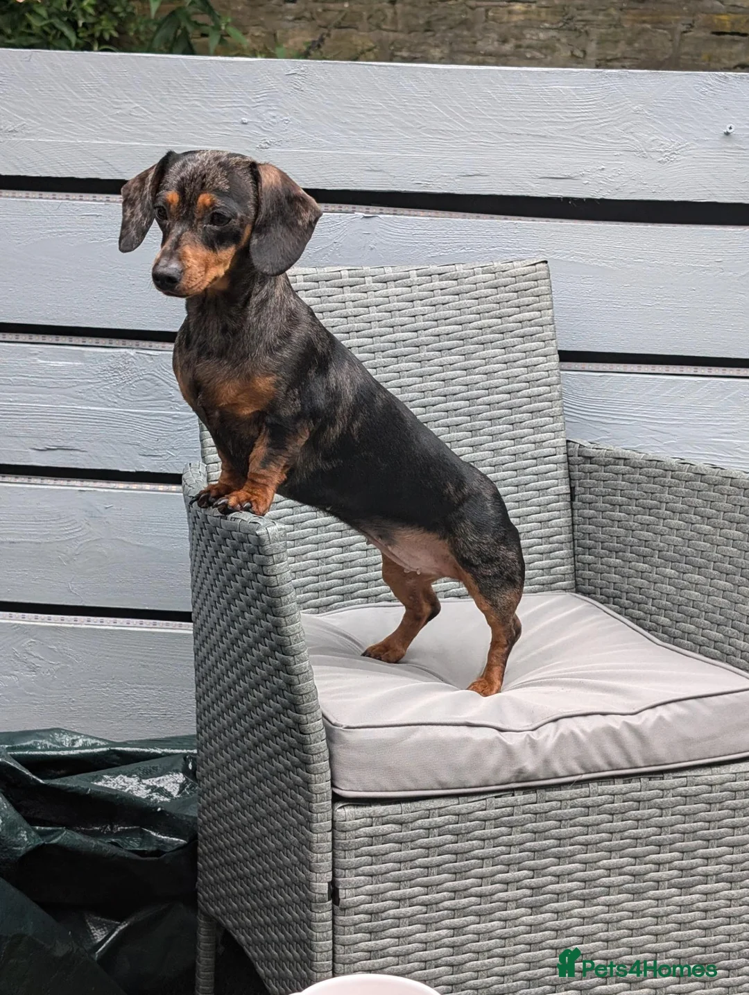 Miniature Dachshund dogs for sale: Silver dapple miniature dachshund  in Blackburn - Advert 2