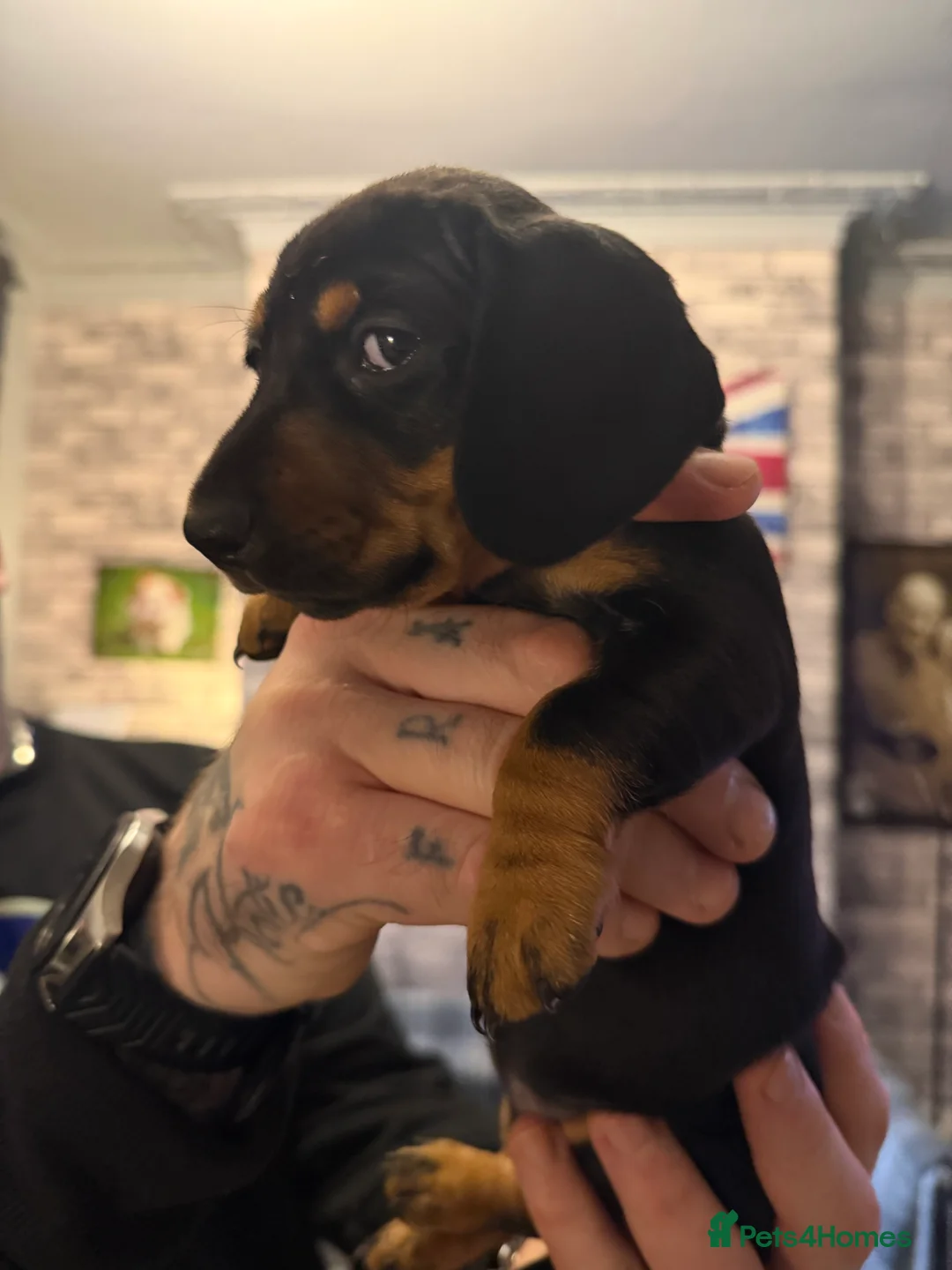 Dachshund dogs for sale: ONLY 1 DACHSHUND FEMALE LEFT DOLLY - Advert 2