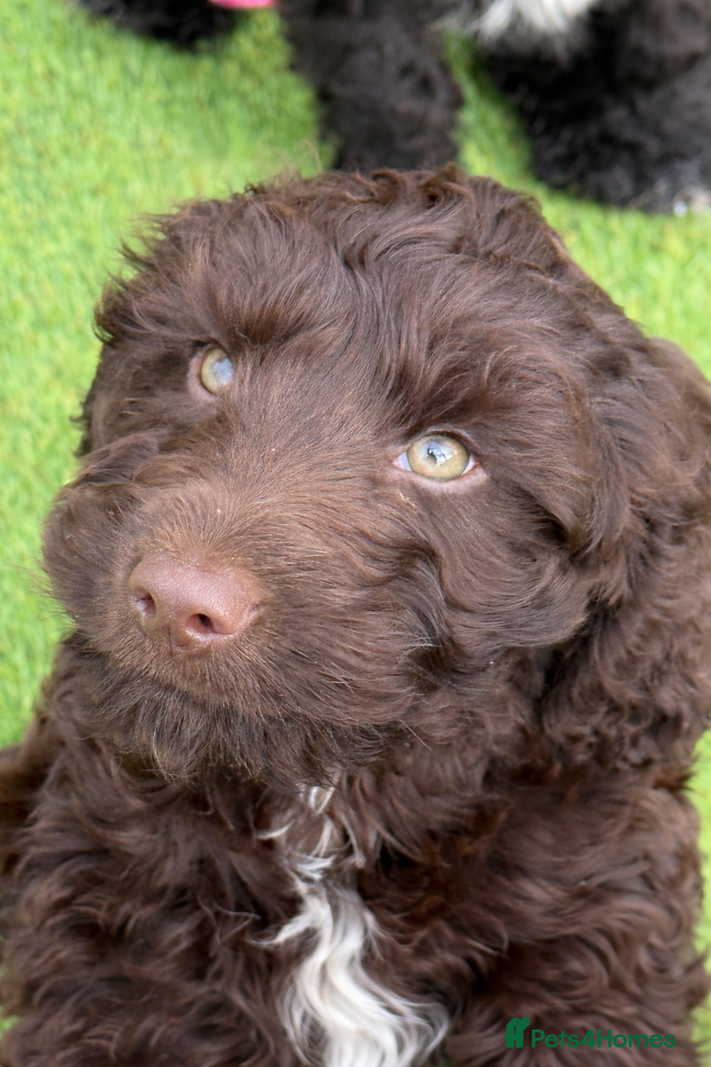 Cockapoo dogs F1 Show Cockapoo’s ready now - Advert 6