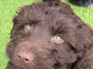 Cockapoo dogs F1 Show Cockapoo’s ready now - Advert 6