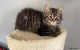 Persian cats for sale: 2 loving Persian Kittens for sale  - Image 15