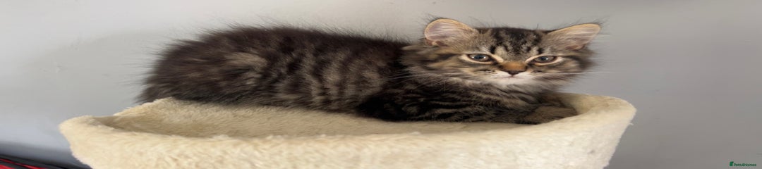 Persian Kitten 1