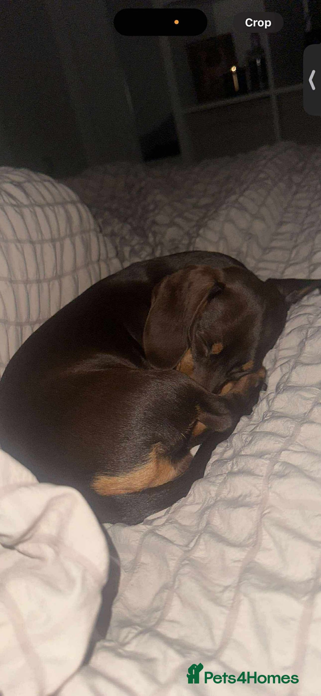 Miniature Dachshund dogs for sale: Miniature girl Dashound  - Image 2