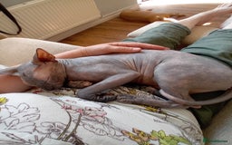 Sphynx cats for sale: Female sphynx - Image 5