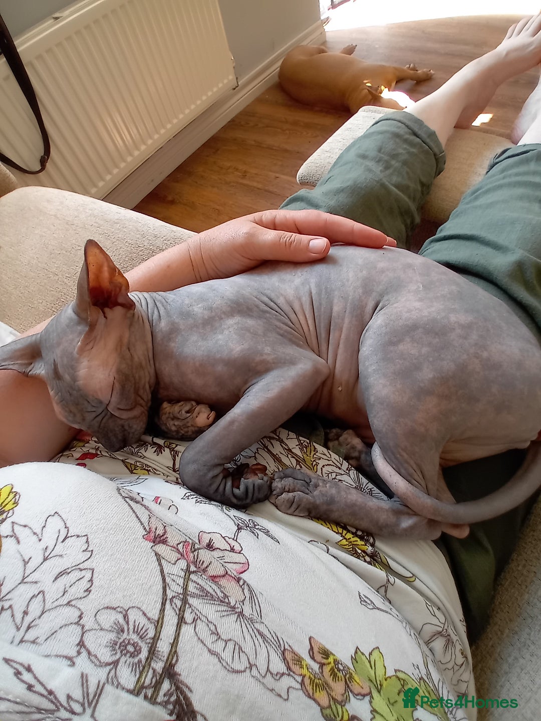 Sphynx cats for sale: Female sphynx - Image 5