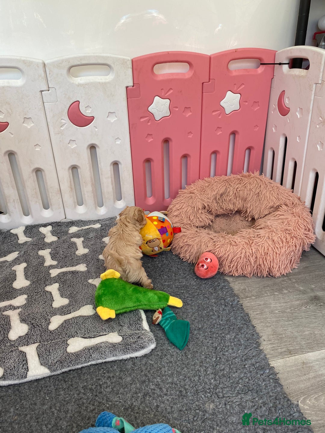 Maltipoo dogs for sale: Beautiful Apricot Maltipoo puppies. - Image 37
