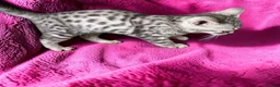 Bengal cats for sale: Smoke Boy Available for his forever home  - Advert 7