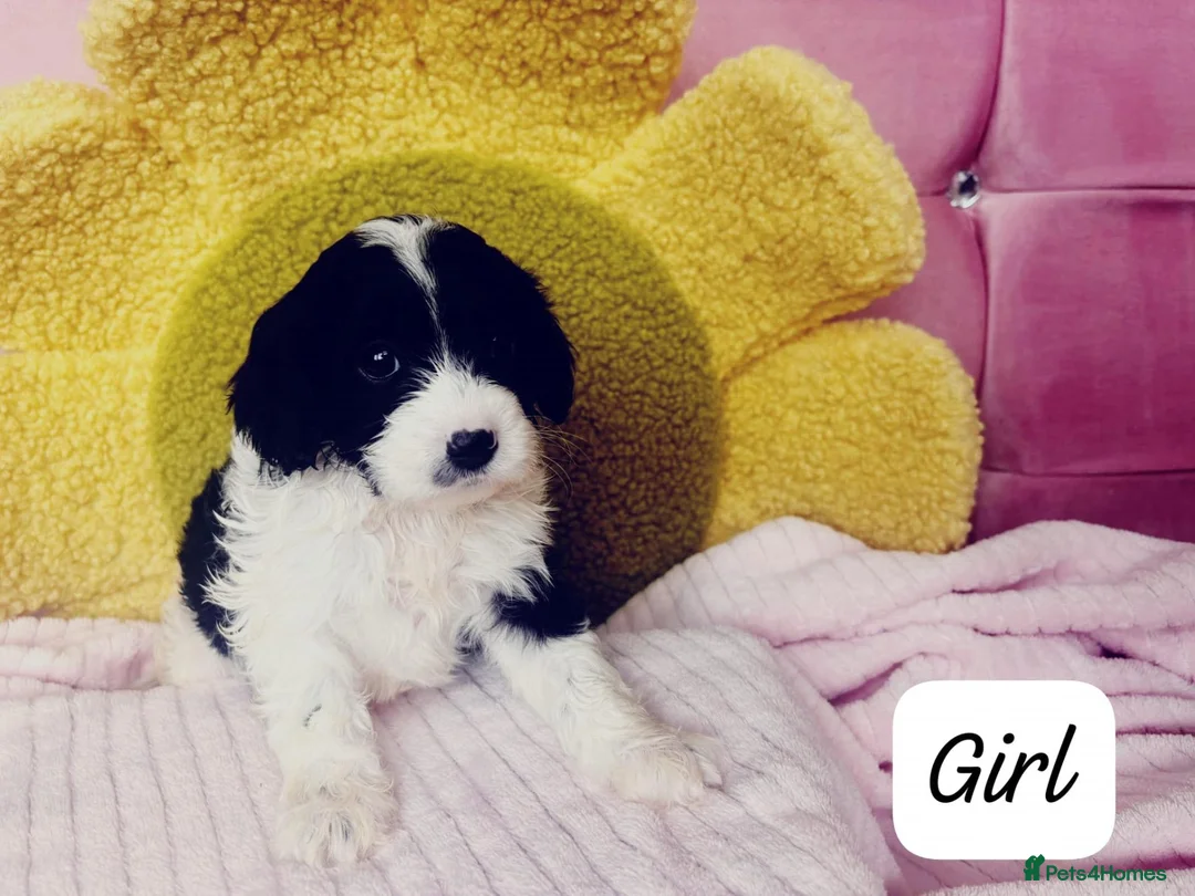 Cavapoo dogs for sale: Beautiful Cavapoo Girls Ready for Loving Homes in Manchester - Advert 2