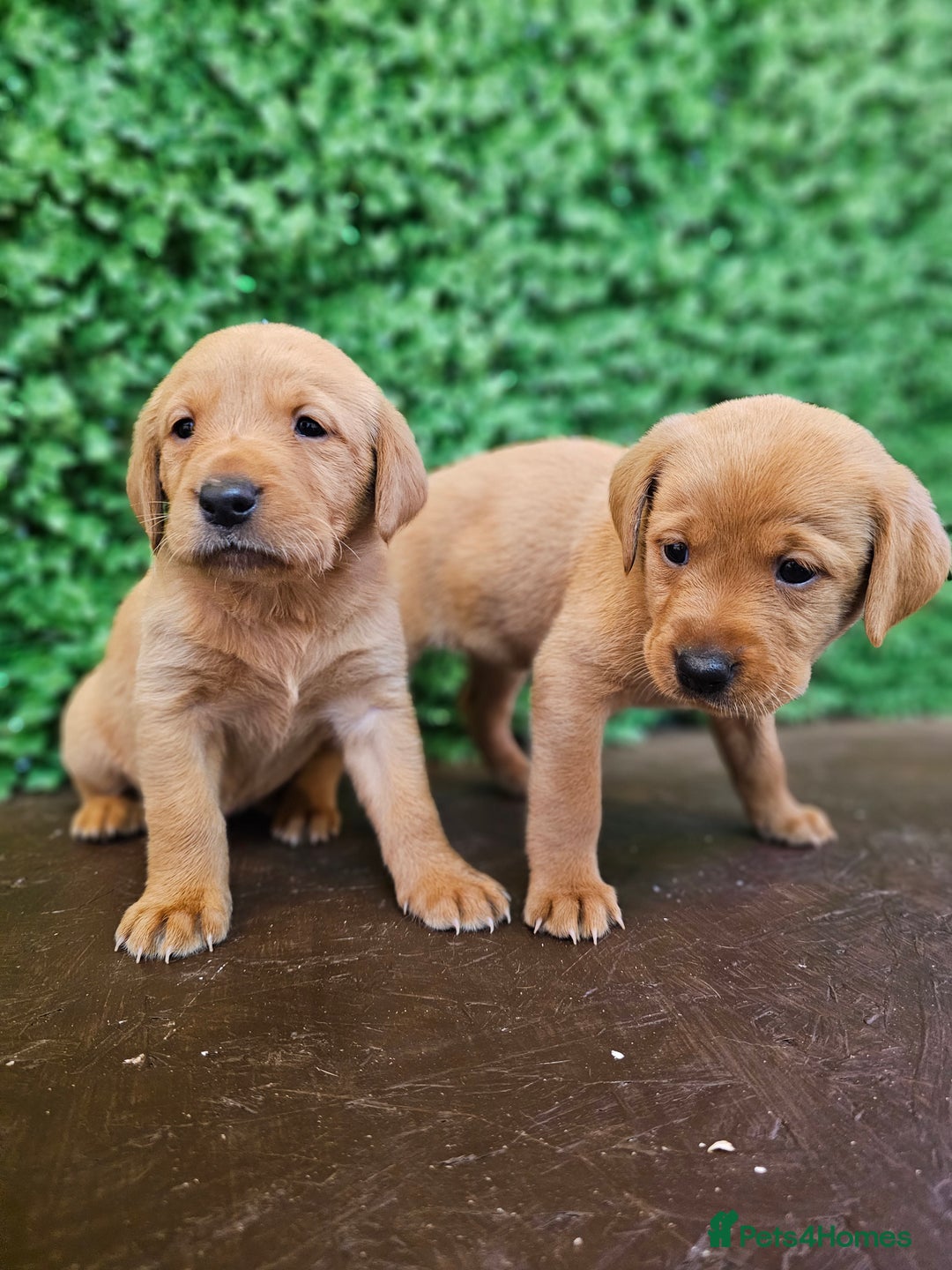 Labrador Retriever dogs for sale: 🐾Beautiful Labrador Pups–Ready for Loving Homes🐾 - Image 9