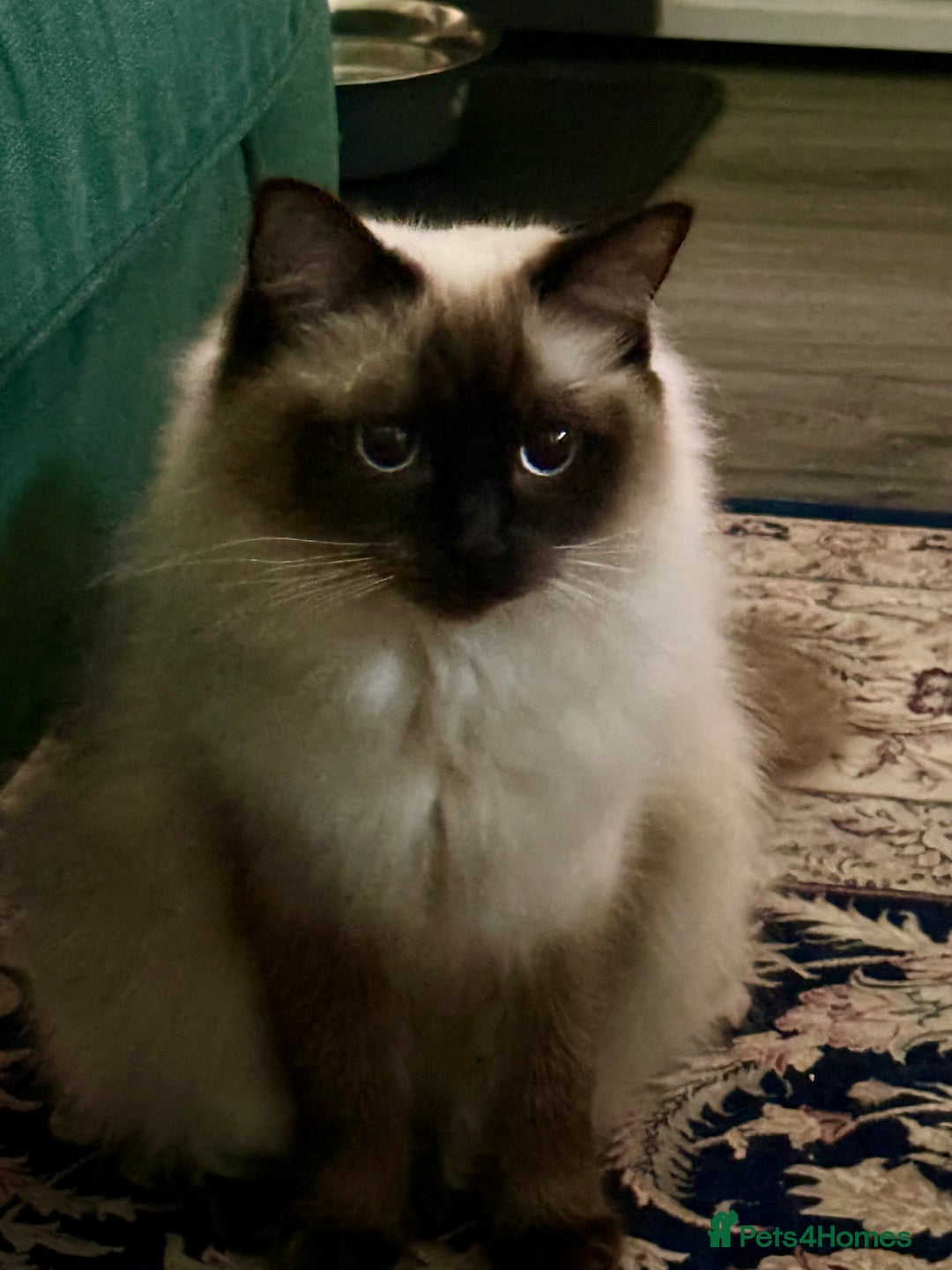 Ragdoll cats for sale: Little monkey  - Advert 4