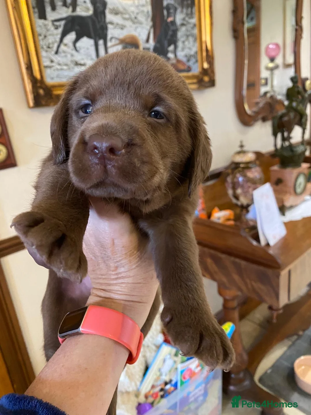 Labrador Retriever dogs for sale: Quality Chocolate Labrador Pups, KC Reg. Ready 7/3 - Advert 3