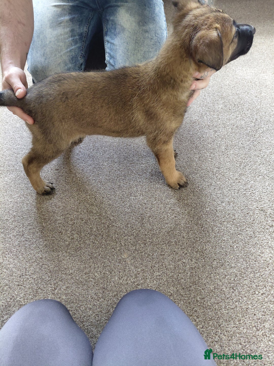 Belgian Shepherd Dog dogs for sale:  beautiful belgain mali only 1 left - Advert 7