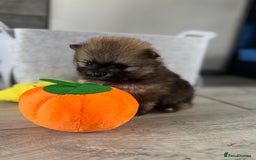 Pomeranian dogs for sale: KC registered Pomeranian puppies - Image 12
