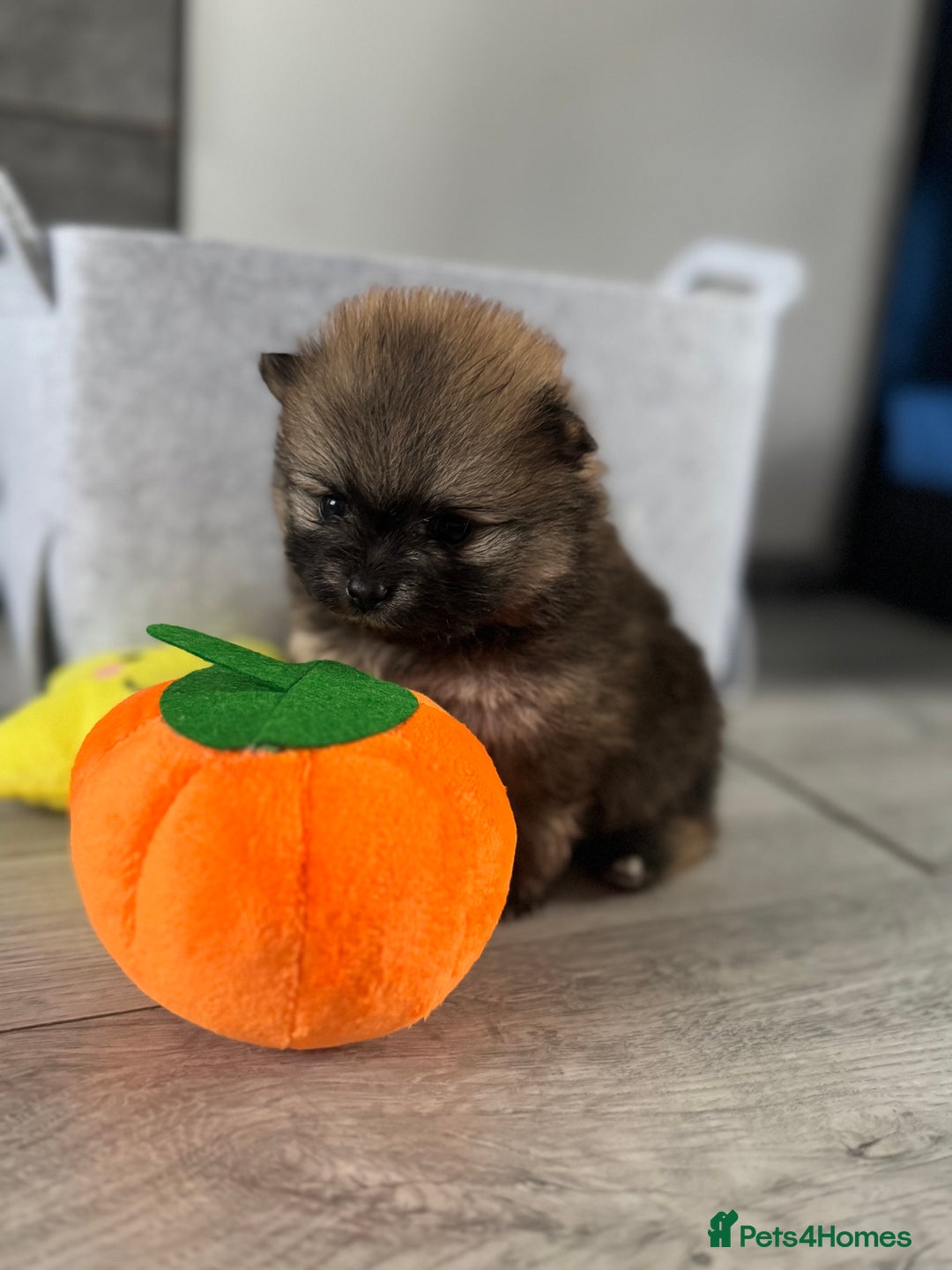 Pomeranian dogs for sale: KC registered Pomeranian puppies - Image 12