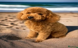 Cockapoo dogs for sale: Mr David  - Image 9