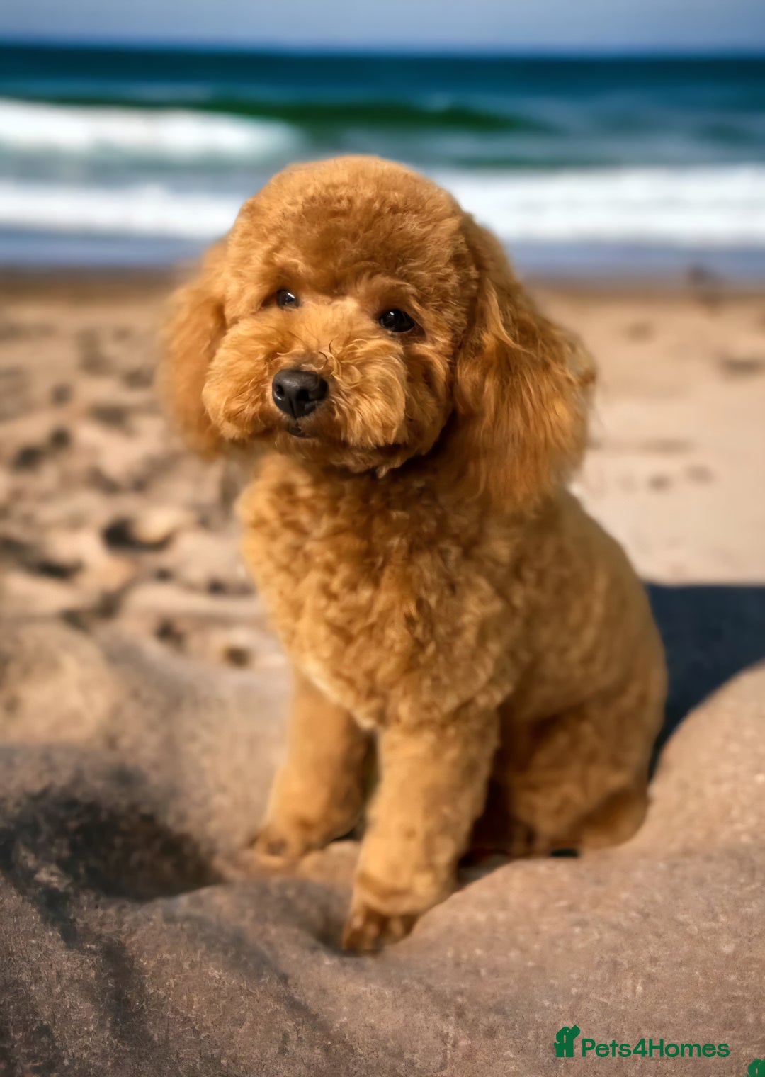 Cockapoo dogs for sale: Mr David  - Image 9