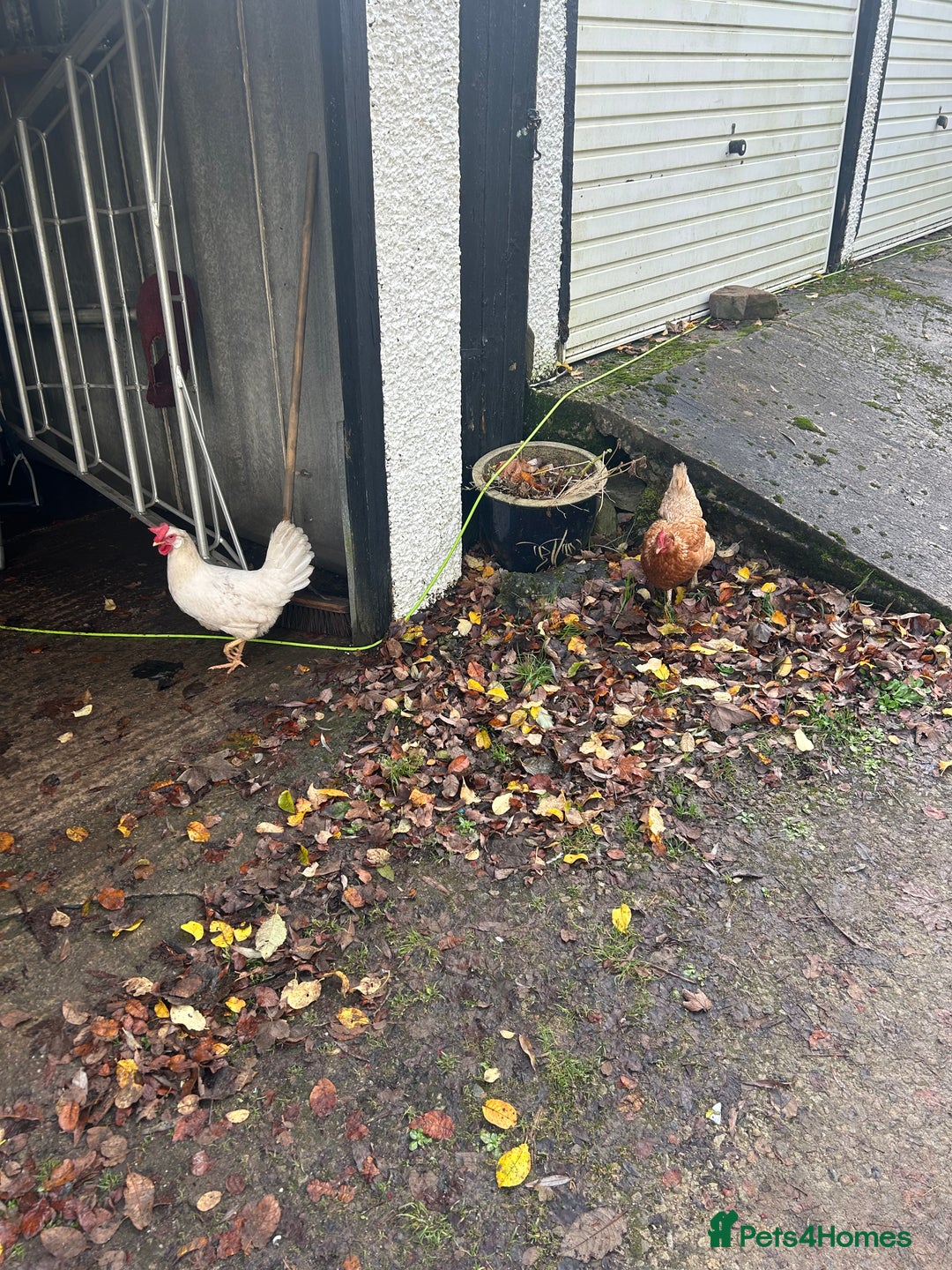 Chickens poultry for sale: 2 hens for sale  - Advert 1