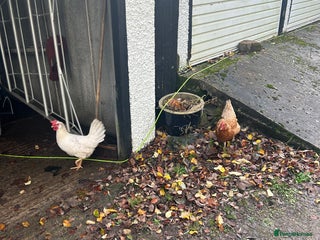 Chickens poultry 2 hens for sale - Advert 1