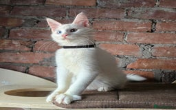 Maine Coon cats for sale: Reduced price- Last 2x Kittes - TICA MaineCoon - Image 14