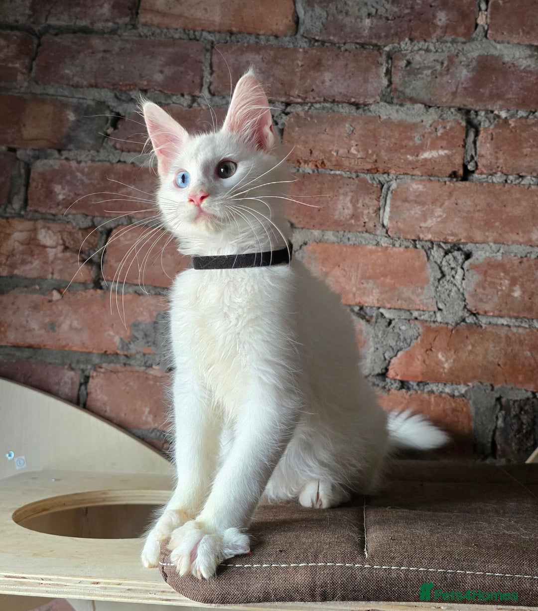 Maine Coon cats for sale: Reduced price- Last 2x Kittes - TICA MaineCoon - Image 14