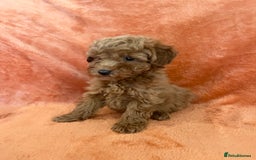 Cockapoo dogs for sale: F1b toy cockapoo puppies for sale 6 left  - Advert 4