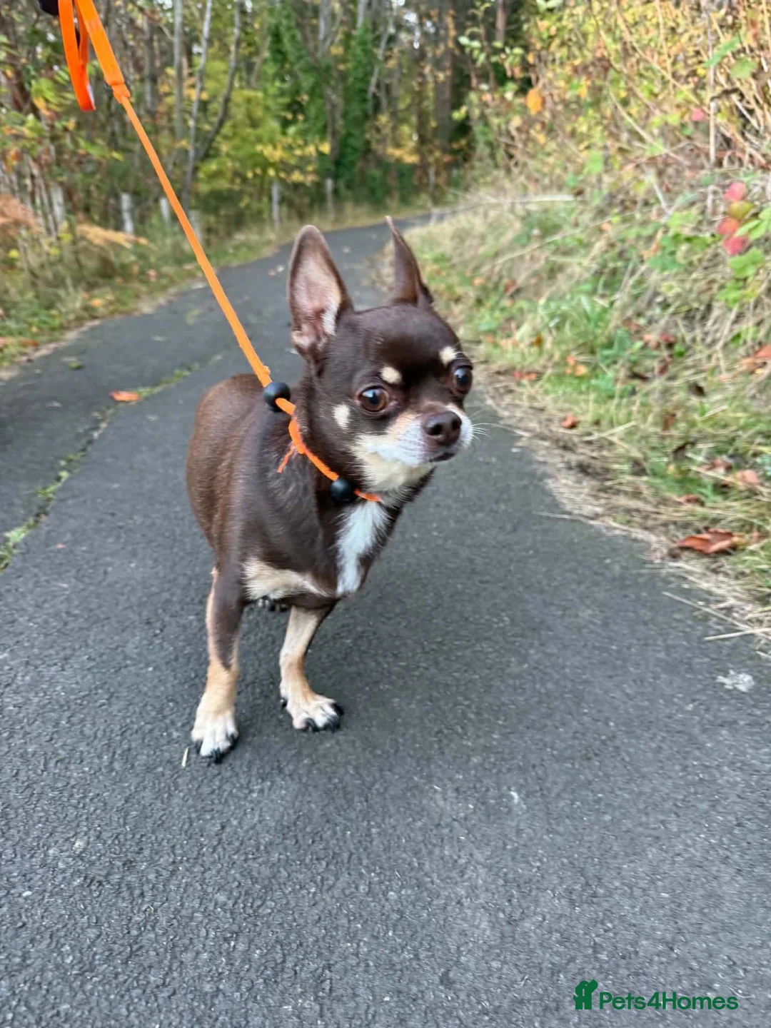 Chihuahua dogs for adoption: ❤️ Romeo in Newcastle upon Tyne - Advert 7
