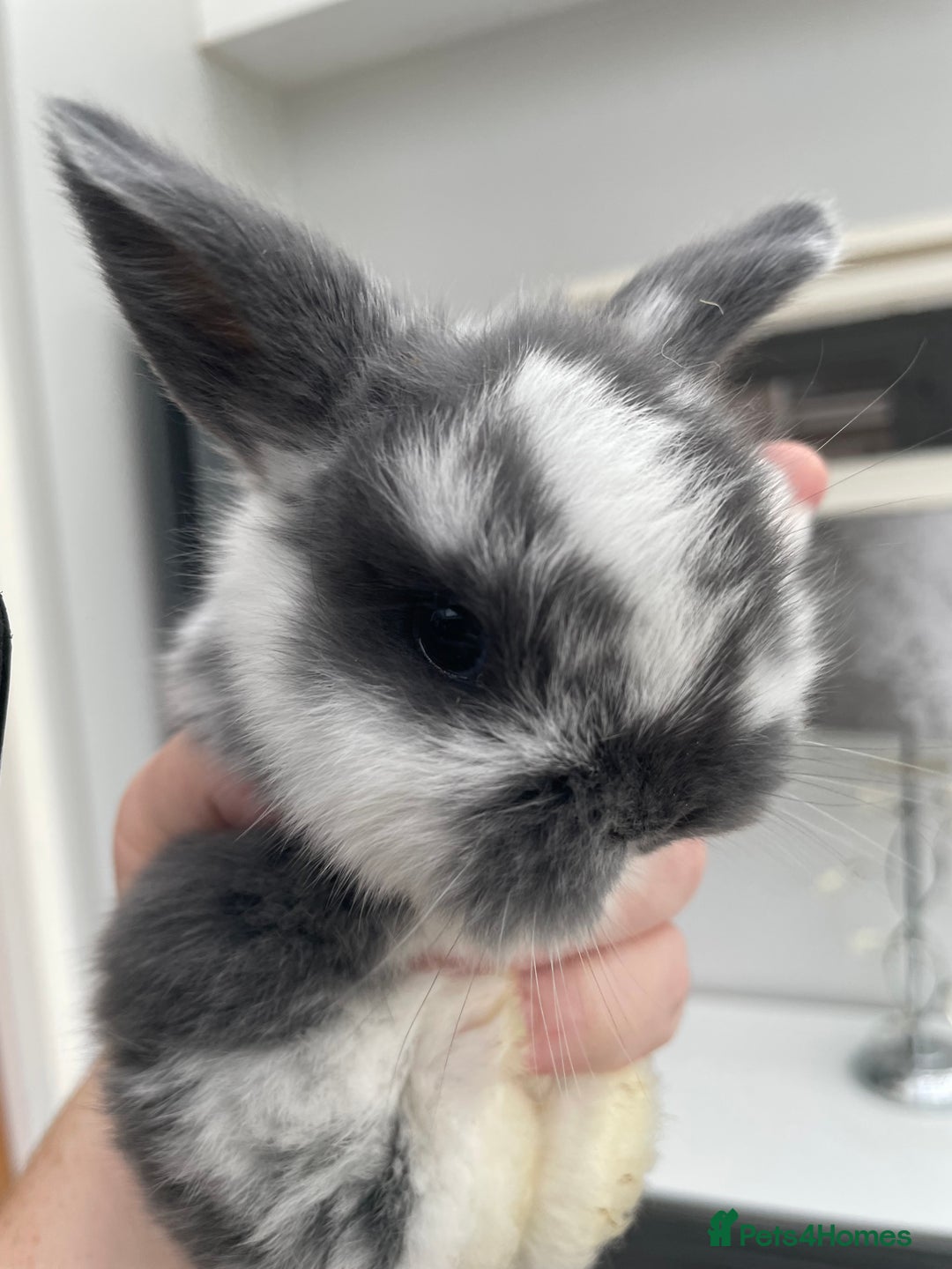 Mini Lop rabbits for sale: Beautiful Mini lop Bunnies - Image 3