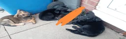 Mixed Breed dogs for sale: German Shepherd cross mali pups - Advert 1