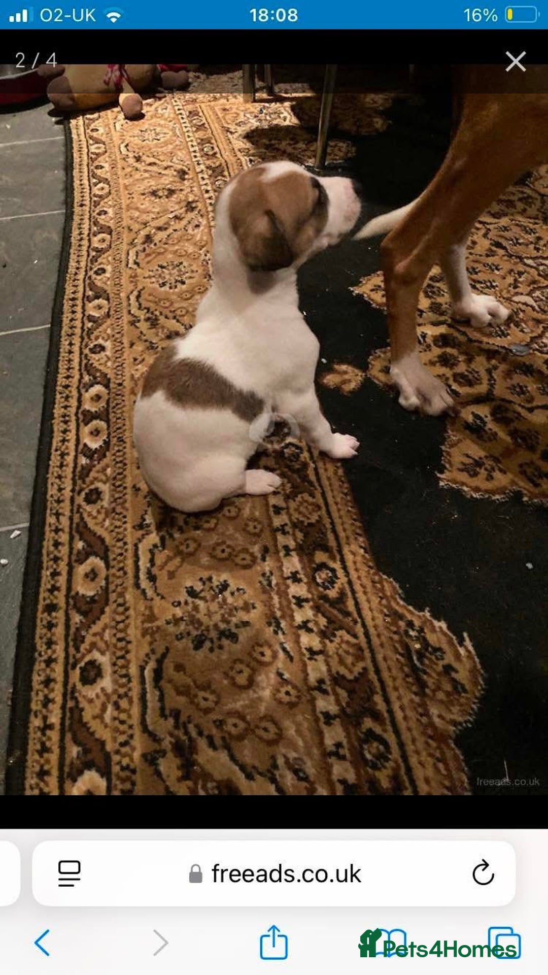 Lurcher dogs for sale: Eight gorgeous mix breed pups - Image 25