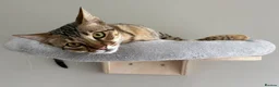 Savannah cats for sale: Beautiful F5 Savannah Kitten Squealer - Advert 4
