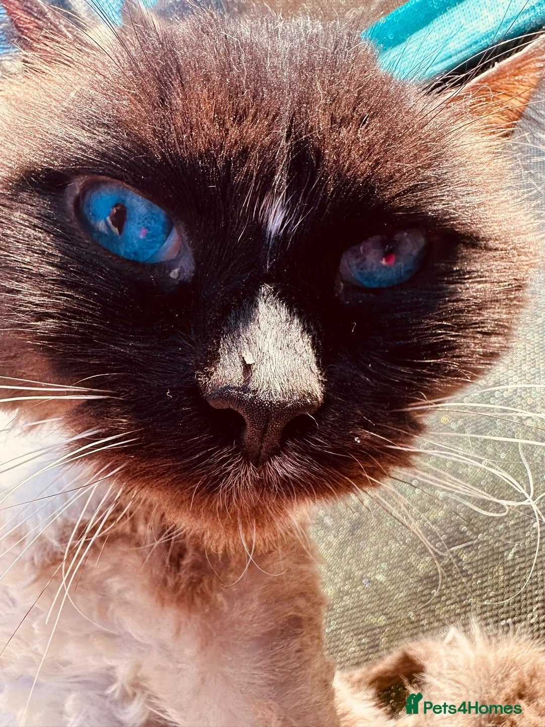 Ragdoll cats for sale: Seal Point Ragdoll male  in Salford - Advert 1