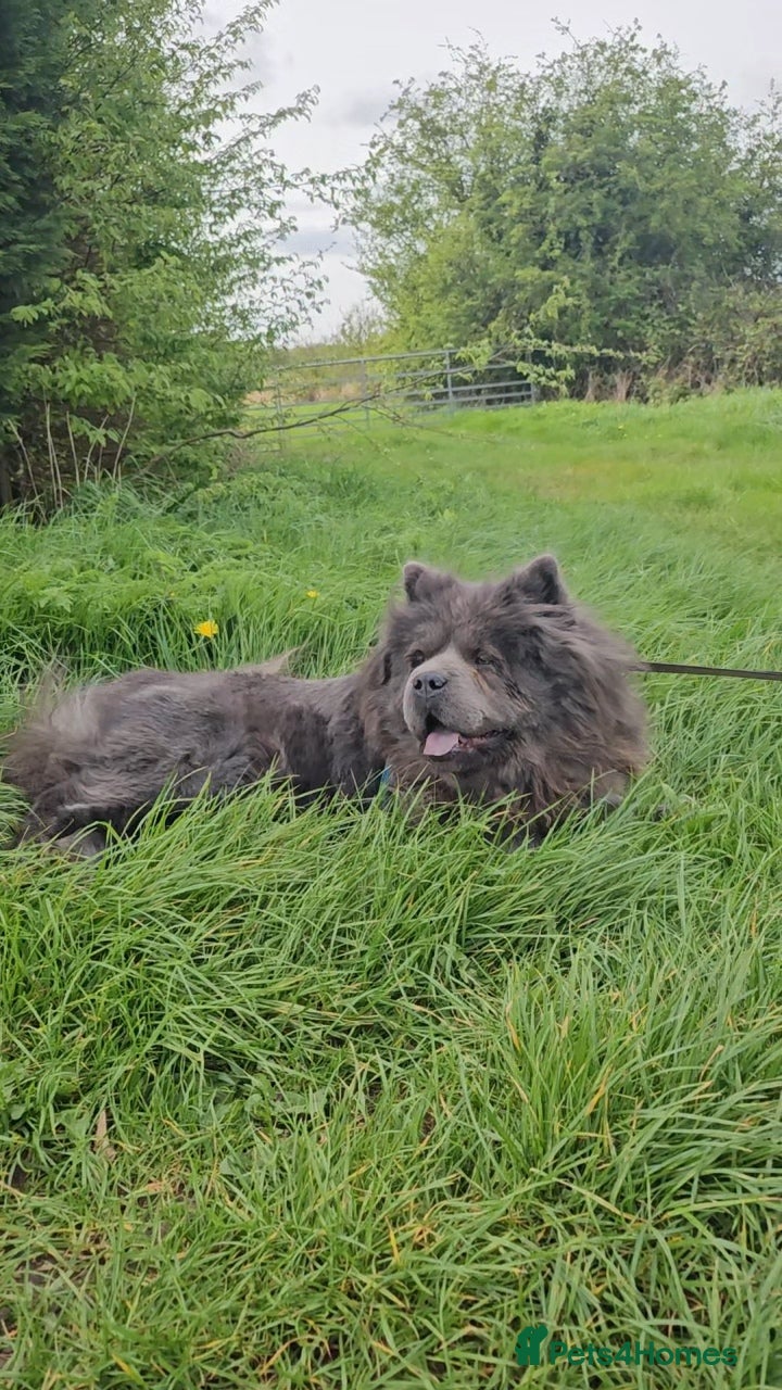Chow Chow dogs 1-year-old female blue chowchow  - Advert 4